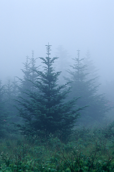 Lifecycle of the Fraser Fir Tree